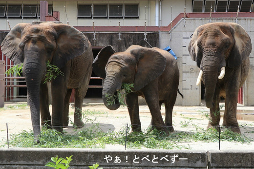 とべ動物園アフリカゾウ：アフ、リカ、媛、砥夢、砥愛