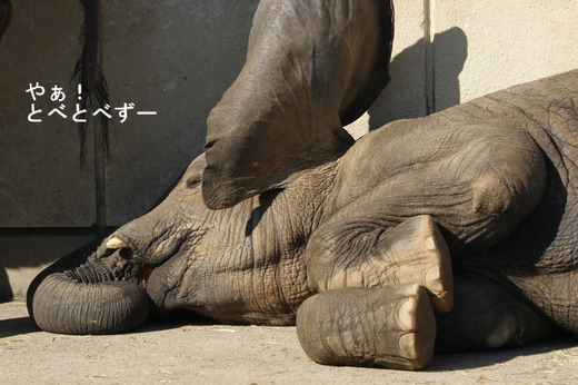 アフリカゾウ、アジアゾウ大好きブログ:やぁ!とべとべずー