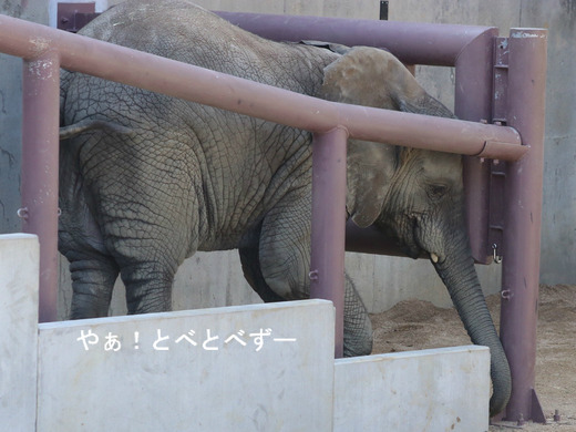 日本で唯一血縁関係のあるアフリカゾウが暮らす愛媛とべ動物園