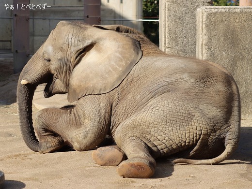 日本で最年少のアフリカゾウの子ゾウの砥愛:愛媛とべ動物園県立