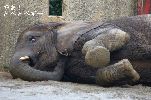 日本で初めて人工ほ育で育ったアフリカ象の媛ちゃん