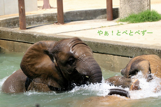 プールで遊ぶアフリカゾウの子象の砥愛ちゃん