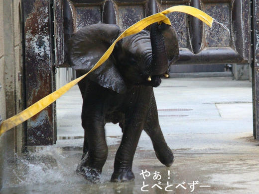 アフリカゾウ、アジアゾウ大好きブログ:やあ!とべとべずー