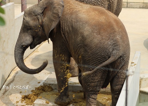 とべ動物園アフリカゾウ：砥愛ちゃん（メス、9歳）