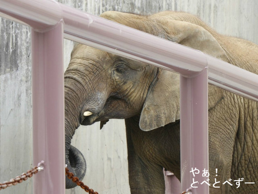 とべ動物園アフリカゾウ：媛ちゃん（メス、１０歳）