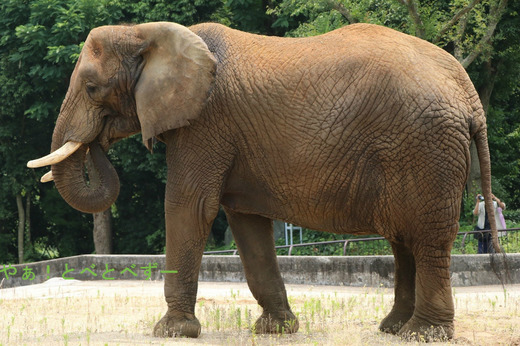 とべ動物園アフリカゾウ：リカ母さん（推定３３歳）
