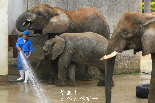 アフリカゾウ・レジェンド飼育員の椎名修さんと娘たち