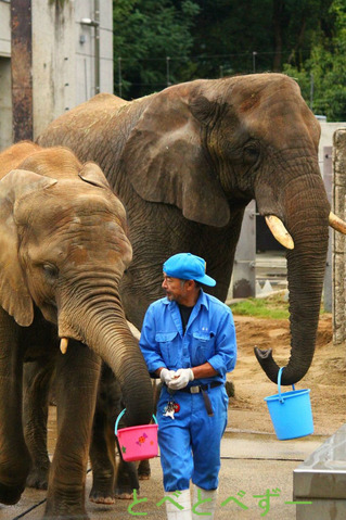 とべ動物園アフリカゾウのブログ：やぁ！とべとべずー