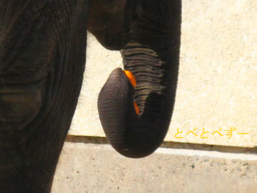 みかん大好き 砥愛(とあ)ちゃん