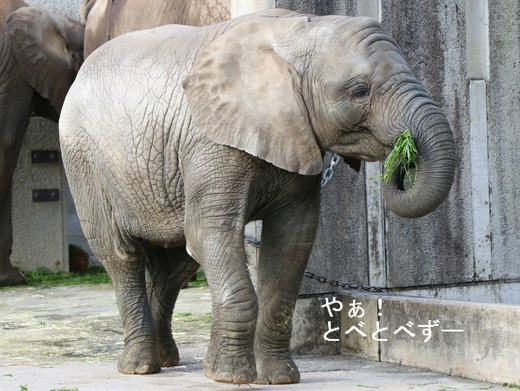 とべ動物園アフリカゾウのブログ