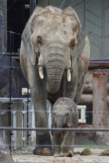 マルミミゾウの赤ちゃんに会ってきた♪やぁ!とべとべずー