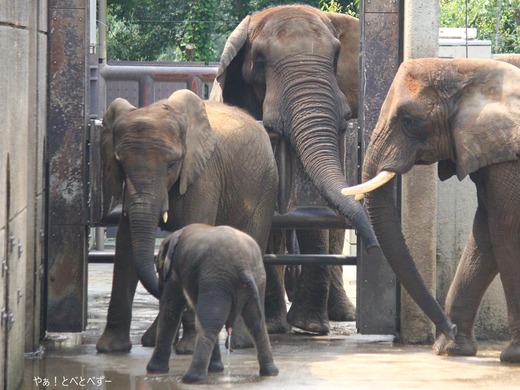 とべ動物園アフリカゾウの家族