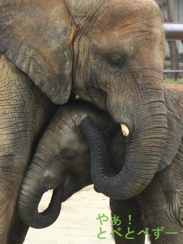 とべ動物園アフリカゾウのブログ：やぁ！とべとべずー