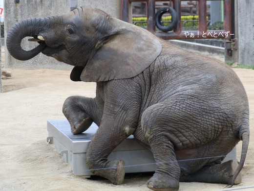 日本で唯一アフリカゾウの子象が見らえる愛媛とべ動物園