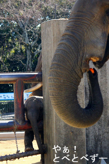 とべ動物園ブログ：アフリカゾウ、白くまピース、レッサーパンダ