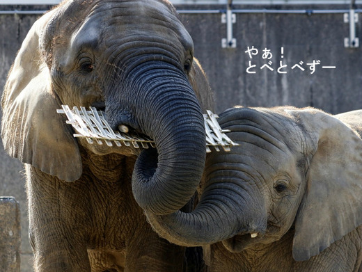 アフリカゾウの写真満載のブログ：やぁ！とべとべずー