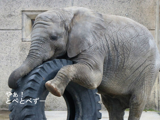 とべ動物園アフリカゾウの