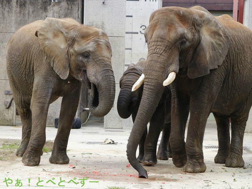 スイカを舐めるように食べるリカさん