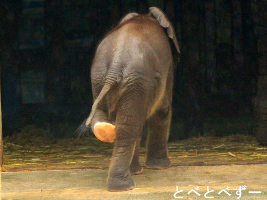 国内初。アフリカゾウ、3頭目の赤ちゃん誕生♪