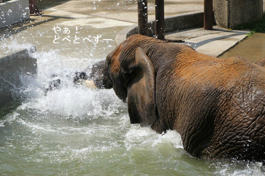 とべ動物園アフリカゾウ：