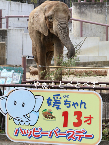 とべ動物園アフリカゾウのブログ：やぁ！とべとべずー