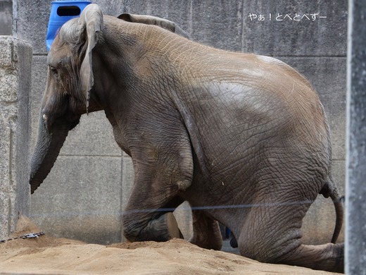 とべ動物園アフリカゾウのブログ:やぁ!とべとべずー