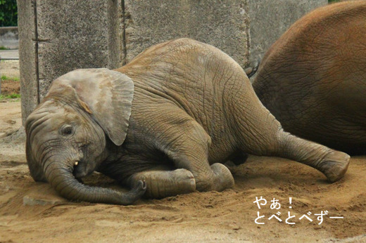 とべ動物園アフリカゾウのブログ