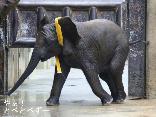 とべ動物園アフリカゾウのブログ