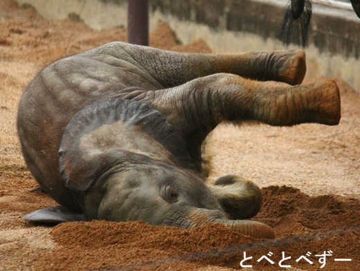 とべ動物園アフリカゾウのファミリー：媛ちゃん、砥愛ちゃん