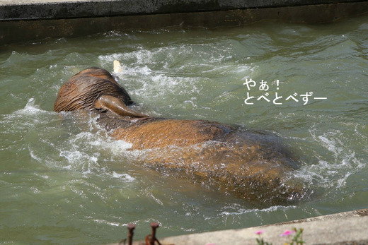 象さんが潜った！プールで泳ぐアフリカゾウ