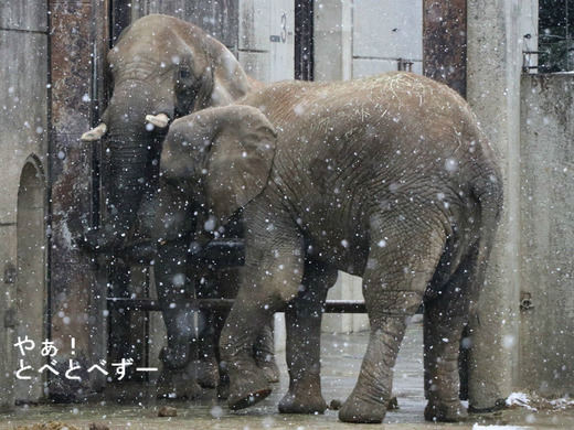 とべ動物園アフリカゾウのブログ:やぁ!とべとべずー