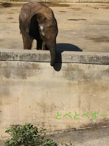 とべ動物園アフリカゾウ：砥愛ちゃん（１歳）