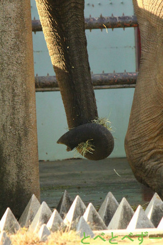 アフリカゾウの親子:父(アフ)、母(リカ)