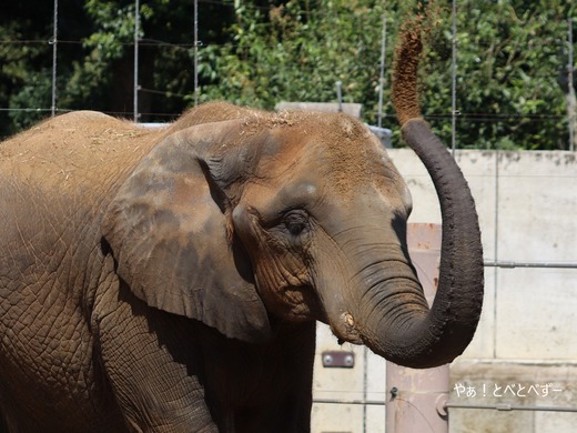 とべ動物園アフリカゾウ：媛ちゃん（メス、14歳）