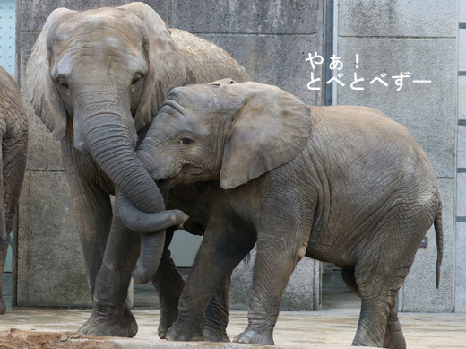 とべ動物園アフリカゾウのブログ：やぁ！とべとべずー