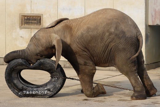 日本で唯一アフリカゾウの子象が見られる愛媛とべ動物園