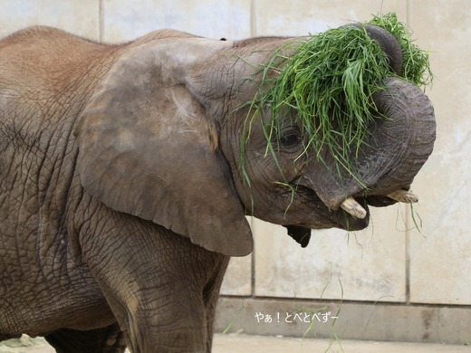 青草が大好きなアフリカゾウの子象の砥愛