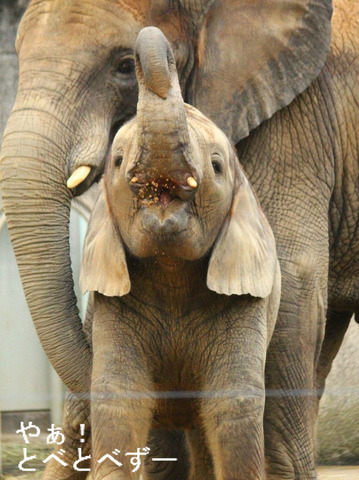 日本で初めて人工保育で育ったアフリカ象の媛ちゃん