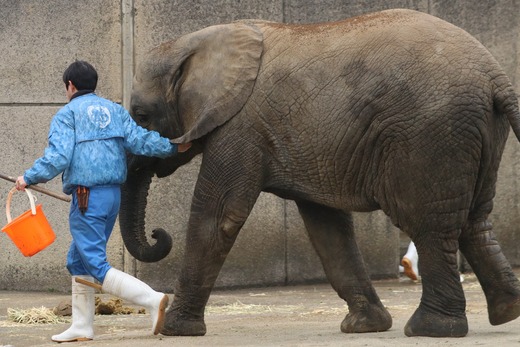 とべ動物園ブログ：砥愛、ピース、柑太郎、砥々丸