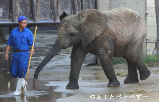 とべ動物園アフリカゾウの
