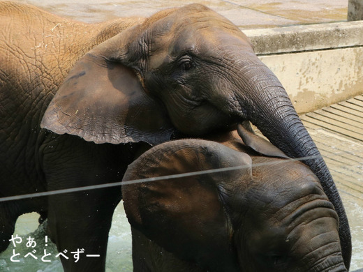 とべ動物園アフリカゾウのブログ：やぁ！とべとべずー