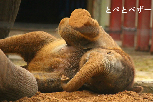 砂遊びをするアフリカゾウの赤ちゃん