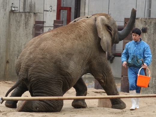 日本で唯一血縁関係のあるアフリカゾウが暮らす愛媛とべ動物園