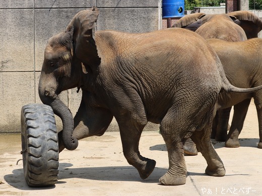 日本で唯一血縁関係のあるアフリカゾウの親子が暮らす愛媛とべ動物園