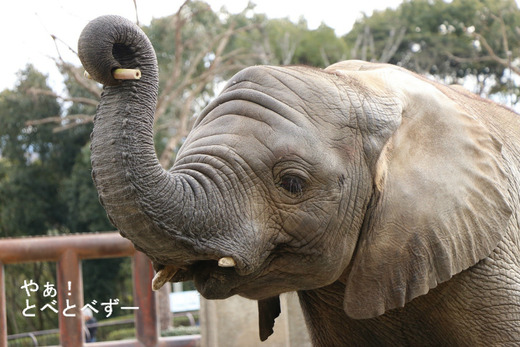 とべ動物園アフリカゾウのブログ：やぁ！とべとべずー