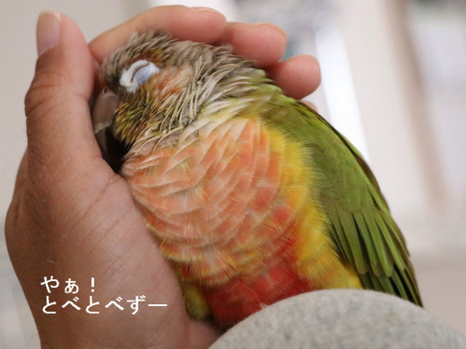 ウロコインコ(パイナップル)の『もみじ』さんのブログ