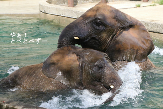 とべ動物園ブログ:やぁ!とべとべずー
