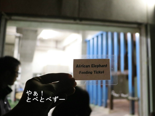 とべ動物園夜の動物園：アフリカゾウのシークレットイベント