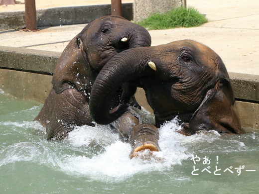 とべ動物園ブログ：ゾウ、ホッキョクグマ、ライオン、サーバル