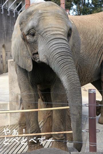 とべ動物園アフリカゾウ：媛ちゃん（メス、12歳）